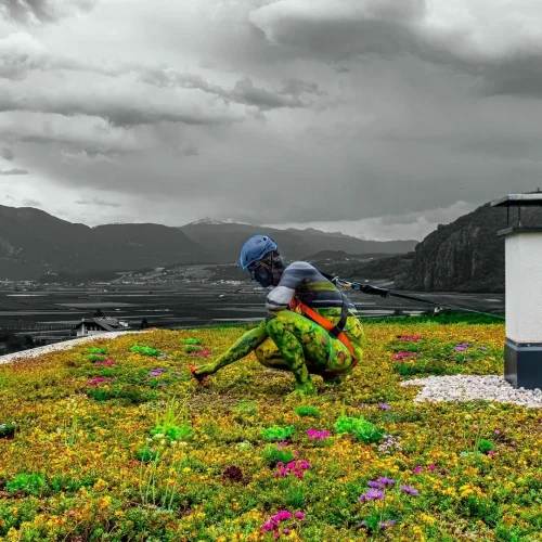 tetto-verde-Lineevita